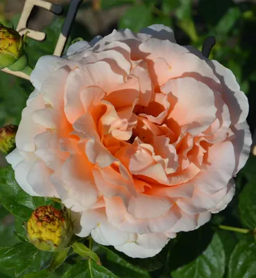 Сорт розы Полька (Lord Byron) описани с фото - ВикиРоз - Энциклопедия роз