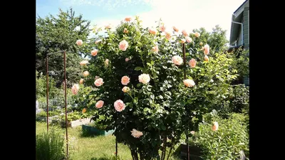 Роза Полька