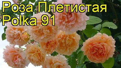 Роза ПЛЕТИСТАЯ ПОЛЬКА - Cаженцы-уфа.рф