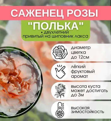 Роза плетистая Полька (Polka) купить в Киеве, цена — Greensad
