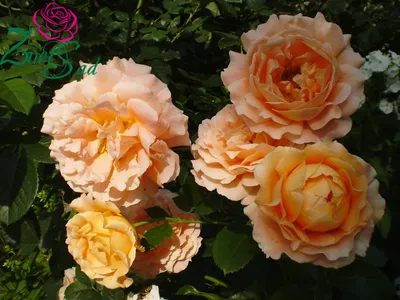 Купить саженцы розы плетистой Полька с доставкой в Москве и Подмосковье
