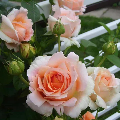 Купить Роза плетистая Полька - Питомник растений Садовая Империя