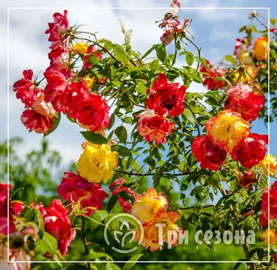 Роза плетистая Полька (Rose Climbing Polka) - «Изящная плетистая Полька в  нежном персиковом цвете)» | отзывы