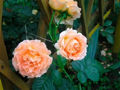 Плетистая роза абрикосового цвета — купить по низкой цене на Яндекс Маркете