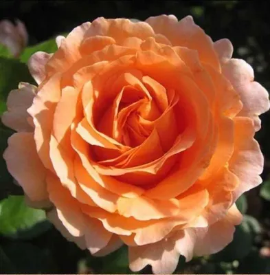 Роза \"Polka\" купить в питомнике растений с доставкой по Самаре и Самарской  области, саженцы, выращивание, посадка и уход