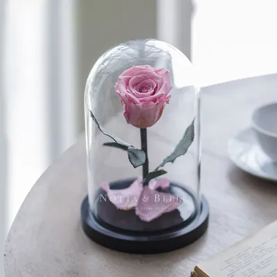 Роза под куполом | Rose flower, Flower lamp, Forever rose