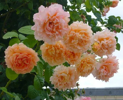 Сорт розы Полька (Lord Byron) описани с фото - ВикиРоз - Энциклопедия роз