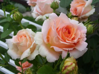 Роза Полька Polka. Вернисаж одной розы. | Про розы, сад и путешествия | Дзен