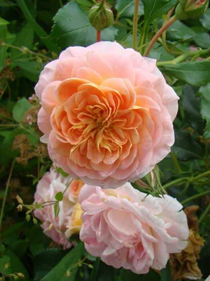 Купить Роза плетистая Полька саженцы почтой в интернет-магазине  Эко-сад24.рф | Фото, описание сорта, цена и характеристики