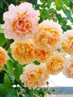 Роза Полька Polka. Вернисаж одной розы. | Про розы, сад и путешествия | Дзен