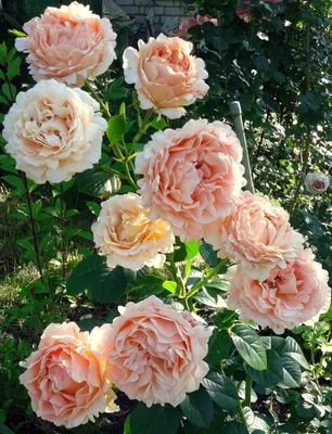 Полька (Polka) - Плетистые розы - Розы - Каталог