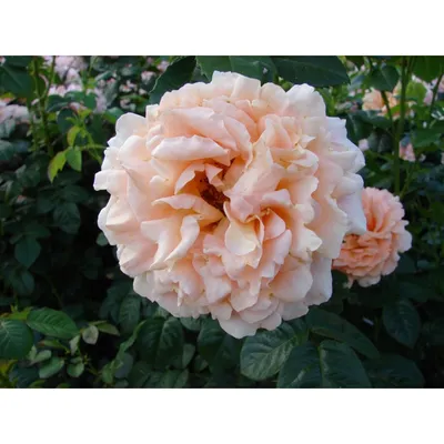 Полька (Polka) вьющиеся розы роза плетистая купить купить розу