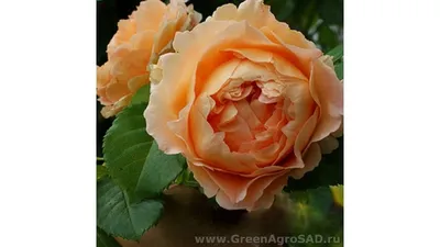 Саженцы розы Полька купить в Москве в питомнике, растения по цене от 500  руб.