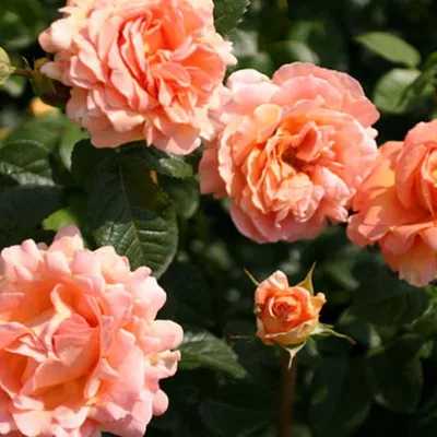 Купить Роза плетистая Полька - Питомник растений Садовая Империя