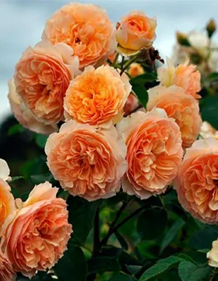 Купить саженцы Роза плетистая Полька с доставкой! | Florali-Flor
