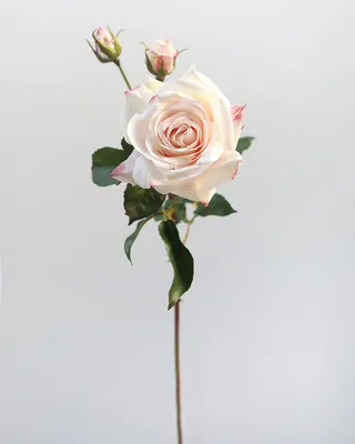 Букет розы сорта Престиж (Prestige) 💐| Купить Цветы в Майкопе