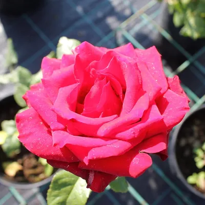 101 роза Престиж 60-70 см