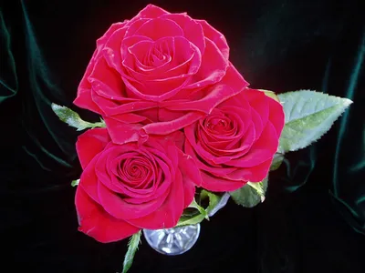 Роза \"Prestige\", 1 шт | Первый цветочный | Кострома