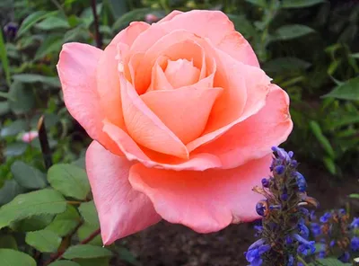 Купить недорого 101 розу красную и белую сорт Престиж и Аваланч в букете с  доставкой по Днепру | Royal-Flowers.dp.ua