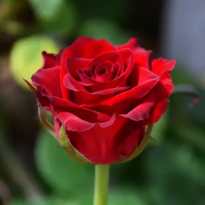 Роза Престиж (Prestige) высота 70см | Доставка цветов Конотоп ✔️ Фиалка.net