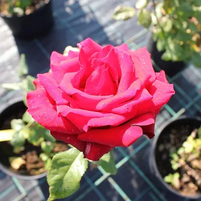 Artificial Red Valentines Rose 20\"