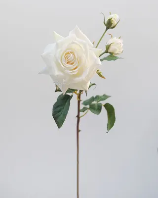 Букет уральской розы «Престиж 25» купить за 4240 рублей в Екатеринбурге