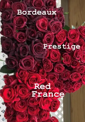Купить чарующую красную розу \"Престиж\" (экстра класс, 60см) с доставкой по  Киеву | Доставка от 2-х часов | Заказать чарующую красную розу \"Престиж\"  (экстра класс, 60см) по низкой цене.