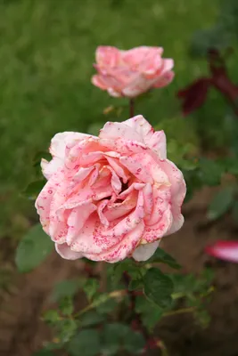 Насыщенно красная роза \"Престиж\" ❤️выражает собой настоящую страсть.  Крупные, плотные бутоны на прочном и устойчивом стебле с сочной  темно-зеленой... | By Narita_Flowers | Facebook