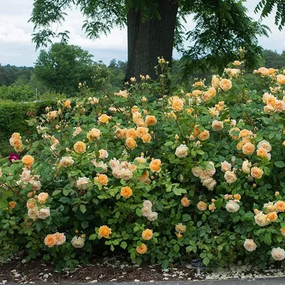 Роза \"Crown Princess Margareta\" купить в питомнике растений с доставкой по  Саратову и Саратовской области, саженцы, выращивание, посадка и уход