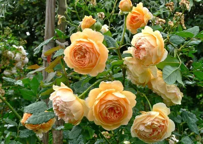 Краун Принцесс Маргарет (Crown Princess Margaretha) английские розы купить  купить английские розы саженцы куплю английские розы остин
