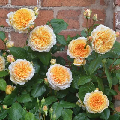 Роза Краун Принцесса Маргарет (Crown Princess Margareta) анг.: саженцы роз,  более 400 сортов роз, розы в контейнере, питомник саженцев роз, розы от  производителя. доставка по всей Украине. качественные саженцы, рассада и  саженцы