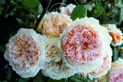 Купите роза принцесса маргарет 🌹 из питомника Долина роз с доставкой!