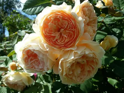 Английская роза Princess Margareta (Принцесса Маргарет)