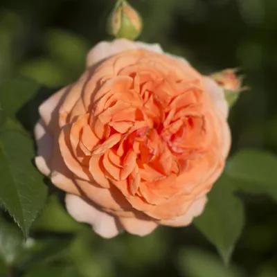 Роза Краун Принцесс Маргарет . Rosa Crown Princess Margareta . - YouTube