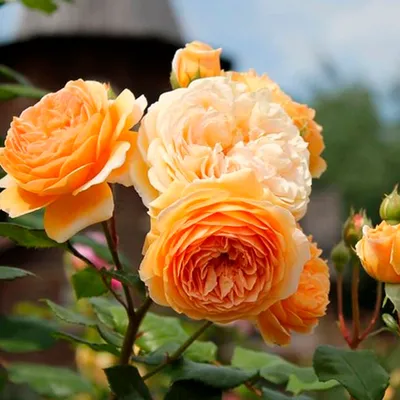 Штамбовая роза Д. Остина 'Краун Принцесса Маргарет'/ Crown Princess  Margaret, D. Austin - Ландшафтная компания Эдельвейс