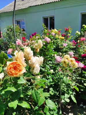 Роза парковая \"Crown Princess Margareta\" (Кроун Принцесса Маргарет) –  купить саженцы. Роза парковая арт. БМ0006256 в садовом центре «Botanic  Market». Товар имеется в наличии