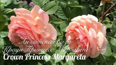 Роза английская Crown Princess Margareta/Краун Принцесс Маргарет