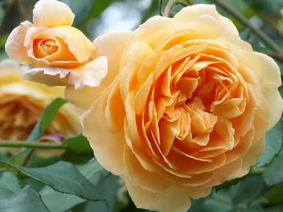 Английские розы. Английская роза Краун Принцесс Маргарет (начало цветения,  3 зона) - YouTube