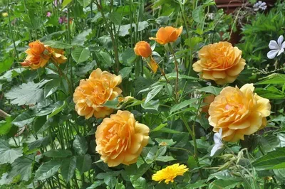 Роза английская кустовая Принцесса Маргарет (Crown Princess Margareta)  купить выгодно ✵ Сады-Эдема.рф – интернет магазин растений для сада