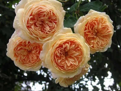Роза Принцесса Маргарет Кроун |
