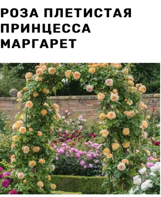 🌱 Роза Кустовая Crown Princess Margaretha по цене от 2700 руб: саженцы -  купить в Москве с доставкой - интернет-магазин Все Сорта