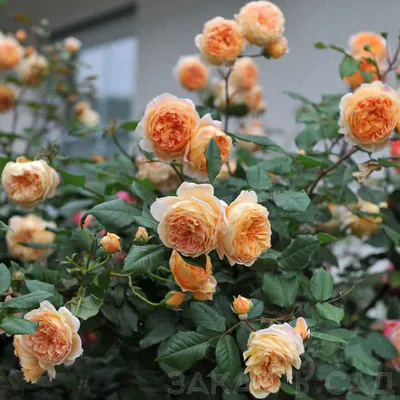 Английская роза CROWN PRINCESS MARGARETTA - «Английская роза CROWN PRINCESS  MARGARETTA -неповторимая, изящная, невероятно красивая!» | отзывы