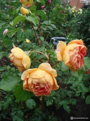 Роза - купить по выгодным ценам в интернет-магазине OZON (838164507)