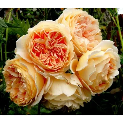 Английская роза CROWN PRINCESS MARGARETTA - «Английская роза CROWN PRINCESS  MARGARETTA -неповторимая, изящная, невероятно красивая!» | отзывы