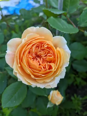 Роза Кроун Принцесса Маргарет. (ввв). Английская роза (ID#1365969), цена:  145 ₴, купить на Prom.ua