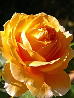 Роза корона принцессы Маргарет - 63 фото