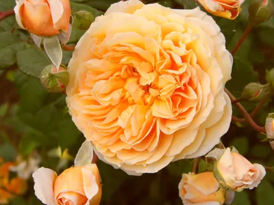 О розе Принцесса Маргарет (Crown Princess Margareta): выращивание розы  Остина