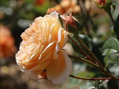Восхитительная Роза Crown Princess Margareta | Oксана Левенец.Розы в моем  саду | Дзен