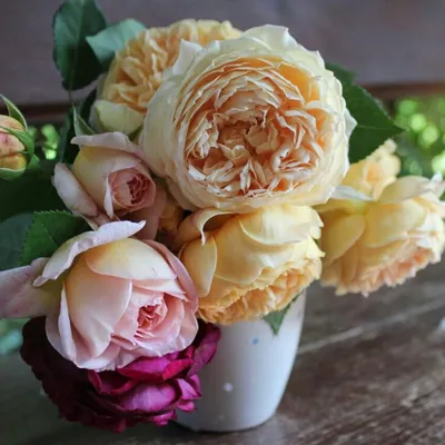 Саженцы розы кроун принцесса маргарет купить в Москве по цене от 2000 рублей