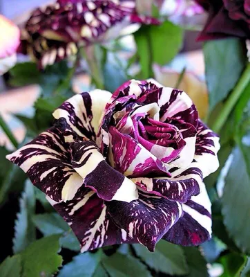 Роза Пурпурный Тигр — купить в Красноярске. Садовые цветы на  интернет-аукционе Au.ru